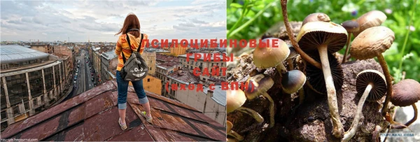 стафф Новокубанск
